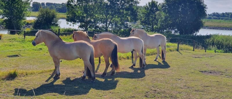 bovenaan bij onze paarden